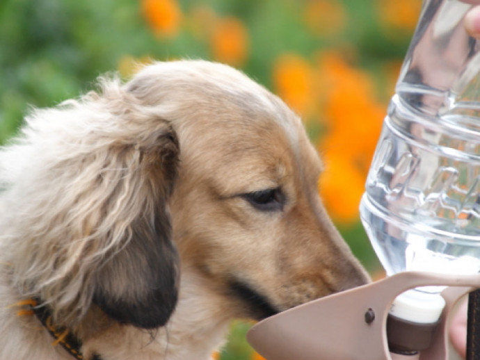 犬の体に必要な水分量と、犬が水を飲まない理由