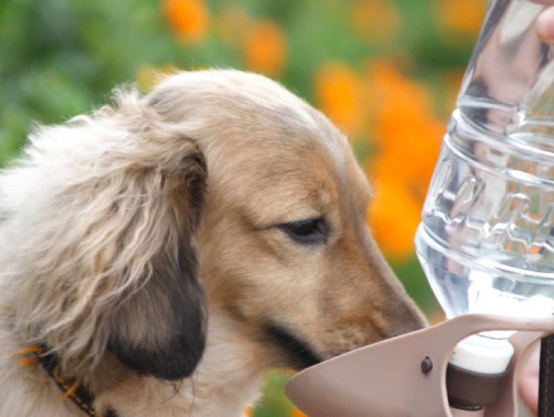 犬の体に必要な水分量と 犬が水を飲まない理由 記事 わんにゃ365 今日も明日もワンダフル