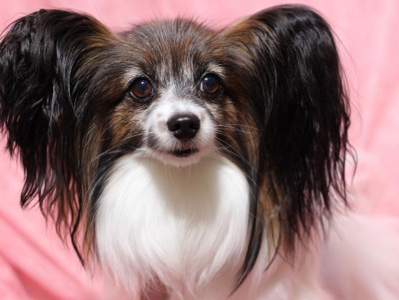 パピヨンてどんな犬?性格・特徴についてご紹介