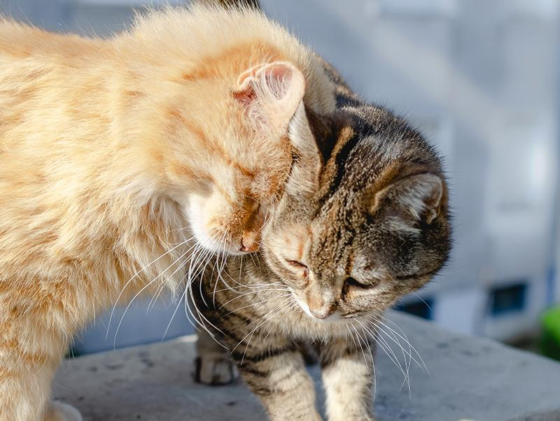 猫がスリスリしてくるのはなぜ 飼い主へのスリスリの理由とは 記事 わんにゃ365 今日も明日もワンダフル