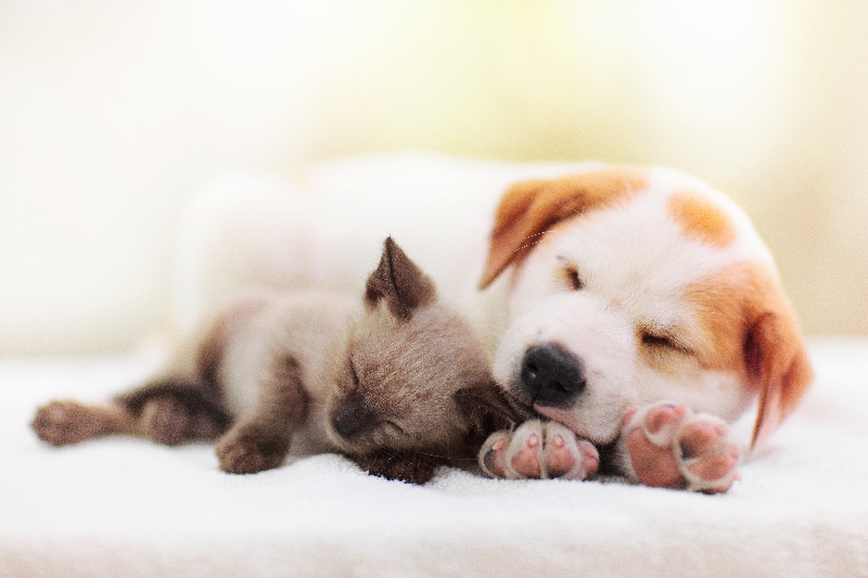 「いいファミリーの日」~愛犬・愛猫と幸せに過ごすために~