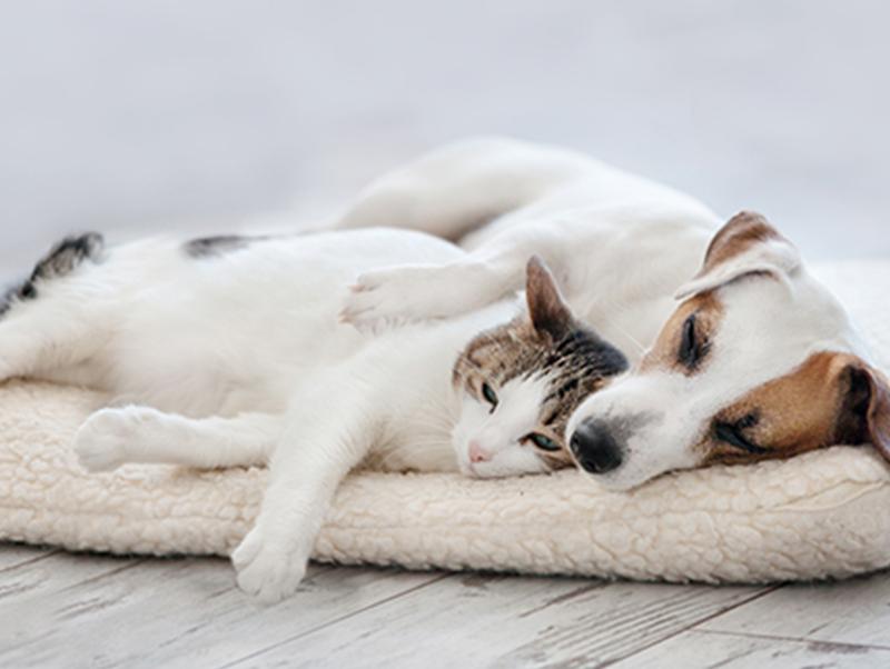 今日は「いい家族の日」愛犬・愛猫と幸せに過ごすために…
