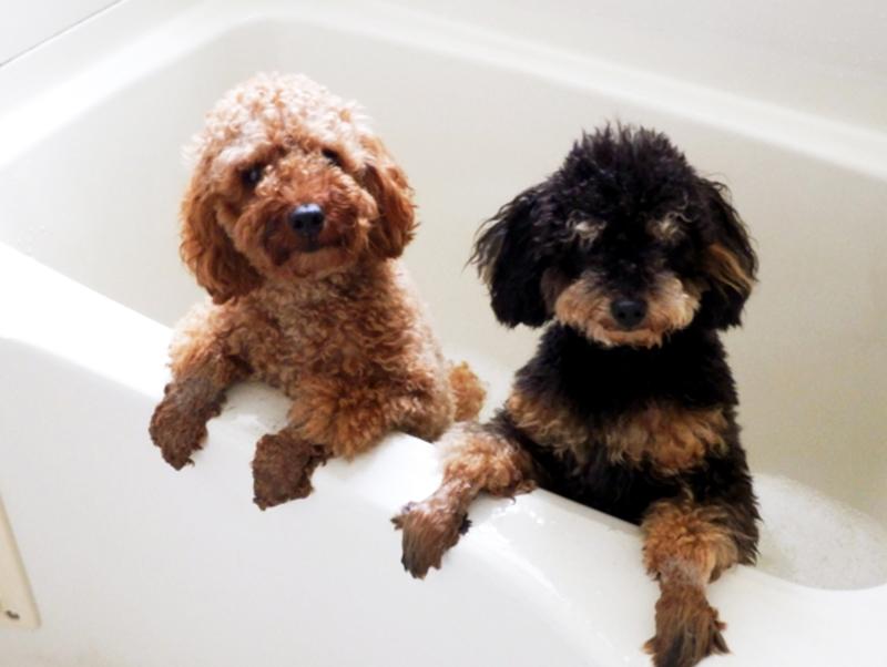 今日は「いい風呂の日」愛犬、愛猫はお風呂が好き?お水が苦手な子もこれでピカピカ!