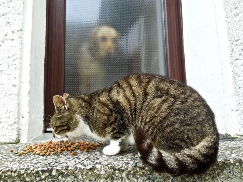 犬や猫が中毒を起こす危険性がある 8つ の物 記事 わんにゃ365 今日も明日もワンダフル