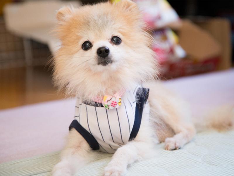 ひとり暮らしでも犬を飼いたい!注意しておきたいポイントは?