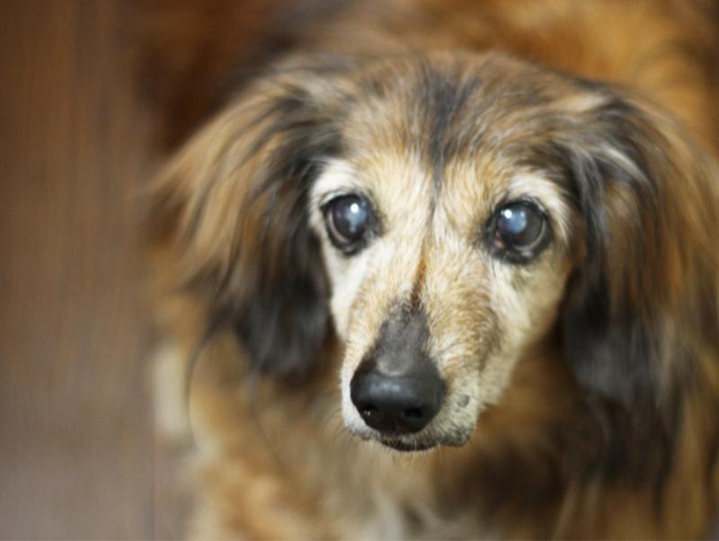 犬の老化のサインを見逃さない!愛犬のために知っておこう