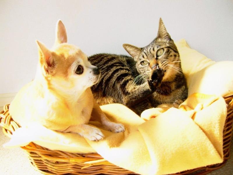 愛犬、愛猫の瞳の健康を守ろう!犬、猫の目のこと特集