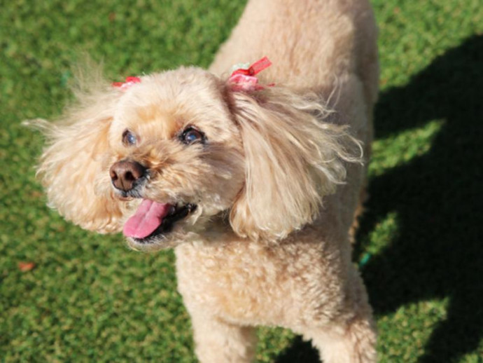 獣医師執筆 お散歩中は日陰を作ってあげよう 犬への 紫外線 の影響について解説 記事 わんにゃ365 今日も明日もワンダフル