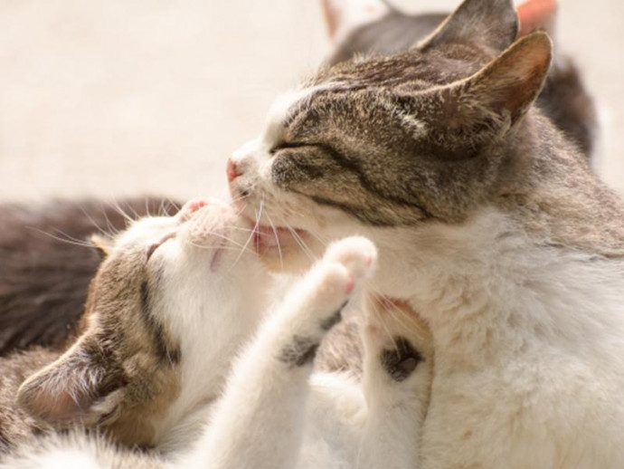 発情期 の心配事を解決 猫も人も幸せになれる対処方法とは 記事 わんにゃ365 今日も明日もワンダフル