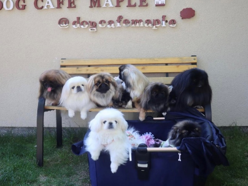 愛犬家が集う注目のドックカフェ 奈良県北葛城郡 Dogcafe Maple ドッグカフェ メイプル 記事 わんにゃ365 今日も明日もワンダフル 愛犬家が集う注目のドックカフェ 奈良県北葛城郡 Dogcafe Maple ドッグカフェ メイプル 記事 わんにゃ365 今日も明日もワンダフル