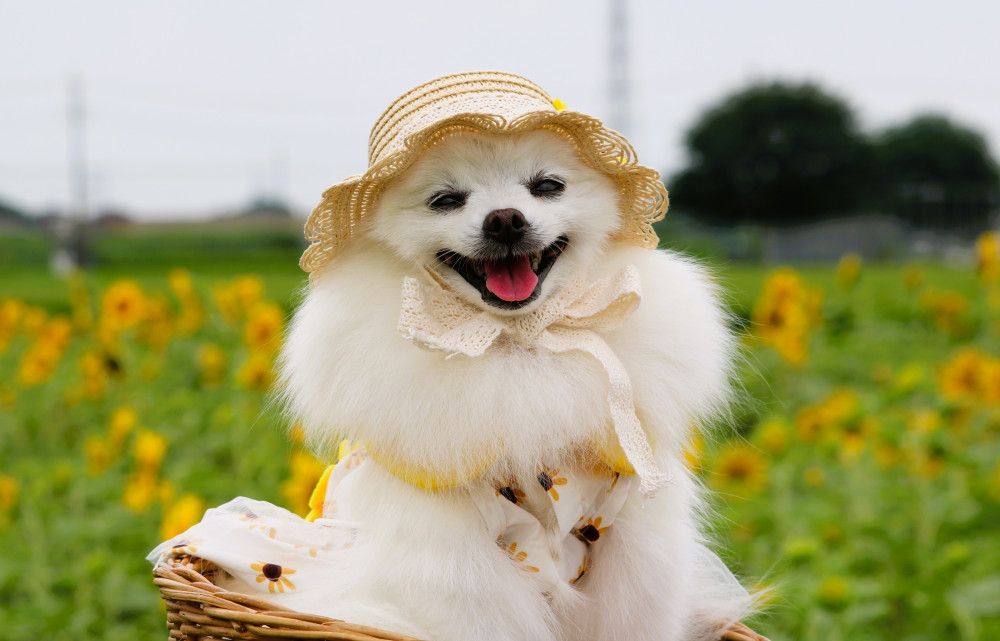 ひまわりと ちゅてきにコラボレーションできまちた🌻