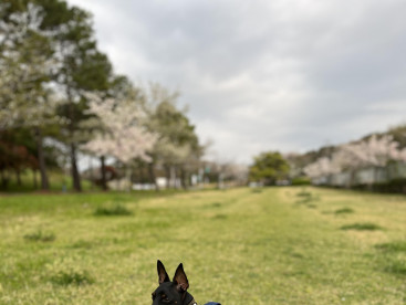 4月🌸
さくらの季節だね！
暖かくなってきた✨