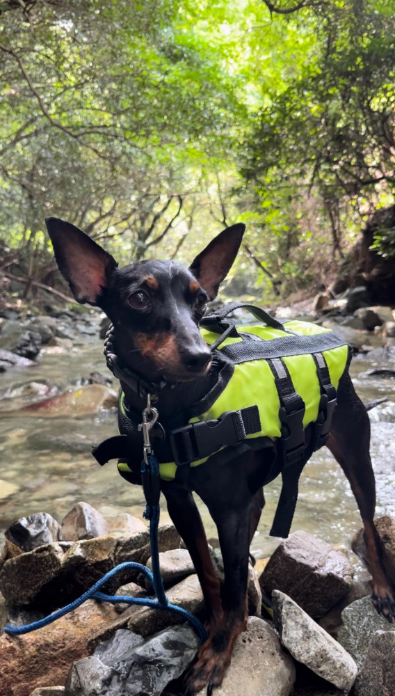 8月🍉
わんこ友達と一緒に涼を求めて川遊び🏞️
水が冷たくてとっても過ごしやすかったよ😊