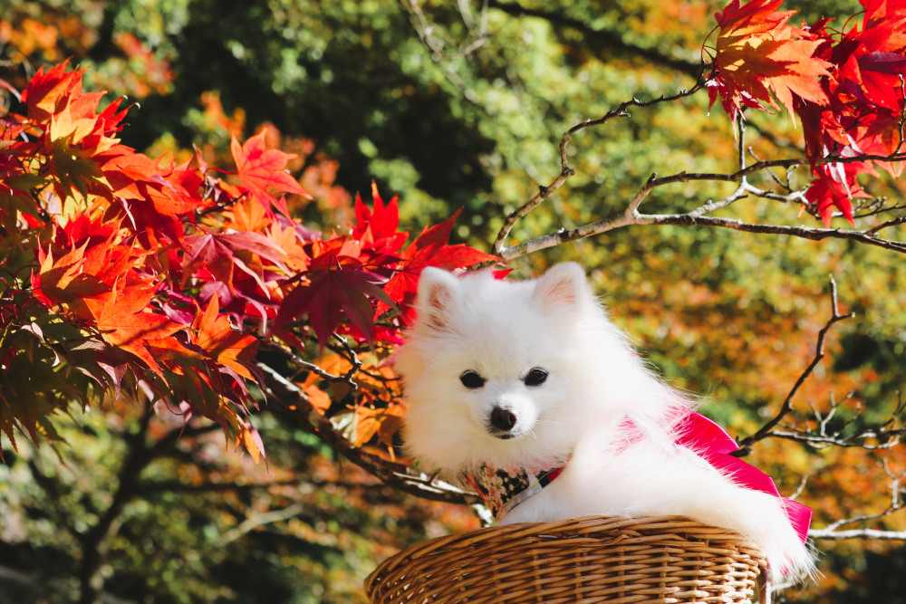 紅葉を見に行ってきまちた。
ちゃむかった（寒かった）のなのなの🍂