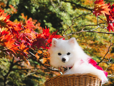 紅葉を見に行ってきまちた。
ちゃむかった（寒かった）のなのなの🍂