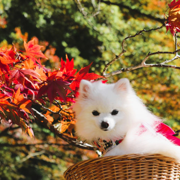 紅葉を見に行ってきまちた。
ちゃむかった（寒かった）のなのなの🍂