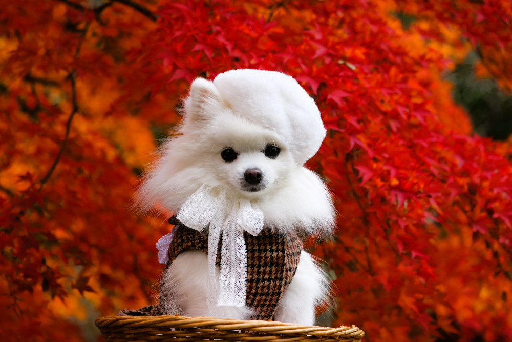 オシャレめるもと 紅葉🍂