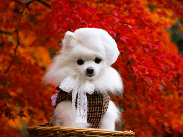 オシャレめるもと 紅葉🍂