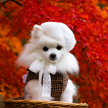 オシャレめるもと 紅葉🍂