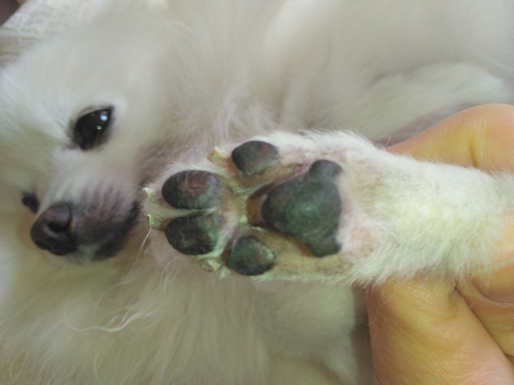 暖かい日
肉球まわりのカットちまちた🐾
(*´ε`*)ﾁｭｯﾁｭッきり