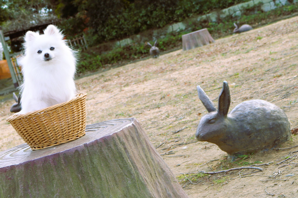 公園にウサギさん🐰が いまちたの(*^-^*) 　
可愛いのなのなの💕