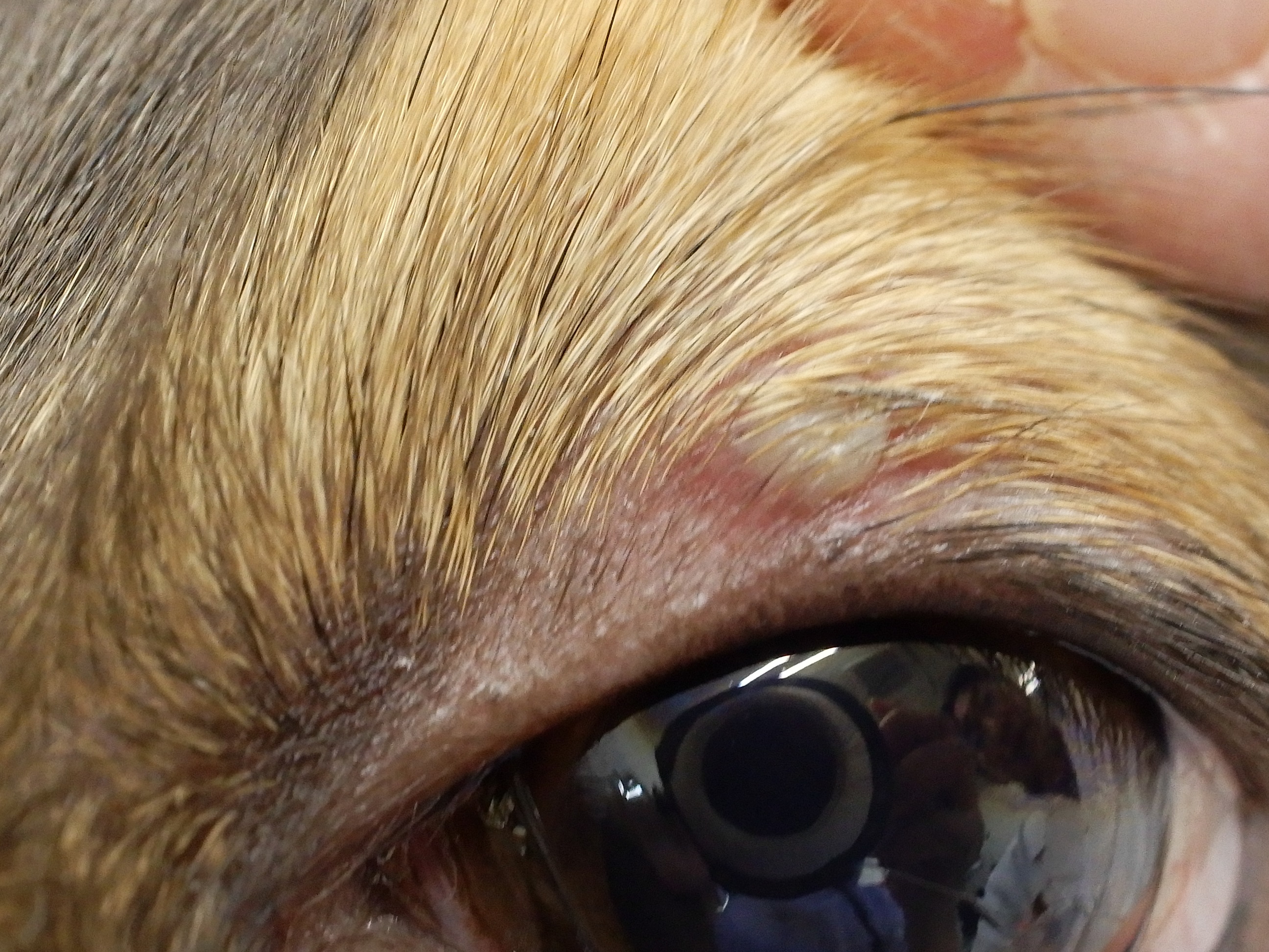 獣医師執筆 愛犬に ものもらい 他の症状の可能性は 犬猫の目に できもの が出来 た場合に考えられる症状 記事 わんにゃ365 今日も明日もワンダフル