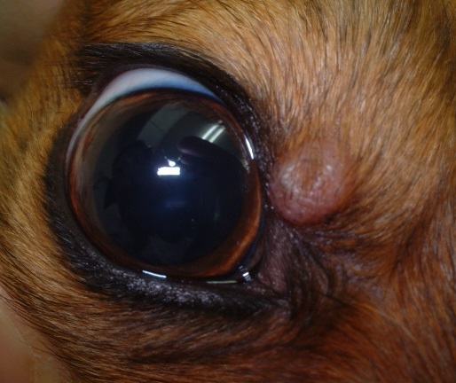 愛犬に ものもらい 他の症状の可能性は 犬猫の目に できもの が出来た場合に考えられる症状 記事 わんにゃ365 今日も明日もワンダフル