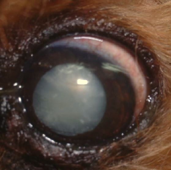 充血だけじゃない！愛犬の「目が赤い」ときに考えられる病気を症例写真と共に解説