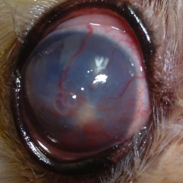 犬にも老眼はあるの？加齢が眼に与える影響を獣医師が解説！