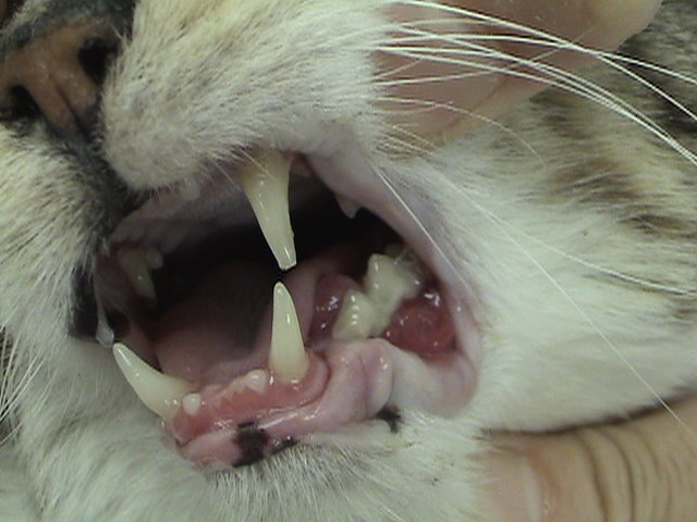 口からブクブク…猫の「よだれ」に気をつけて！考えられる原因7つ