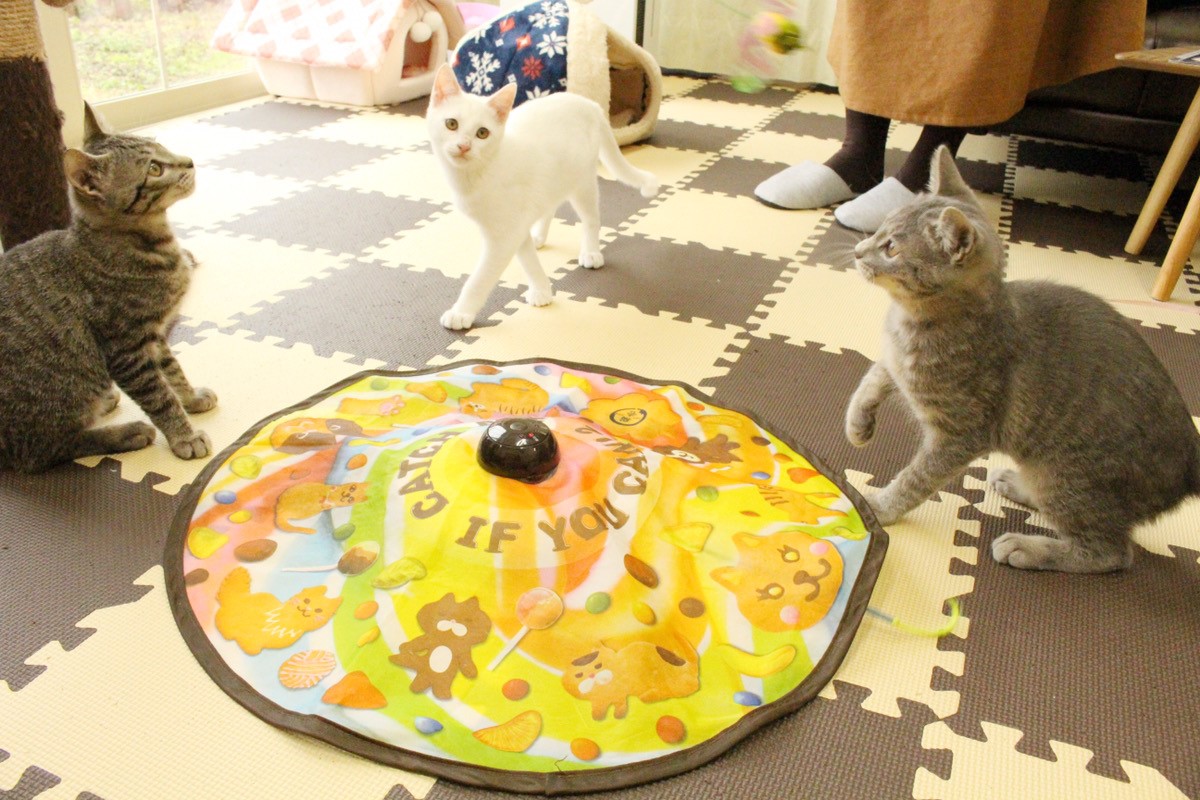 大学生のオーナーが経営！愛知県豊田市に誕生した「保護猫カフェtormenta」