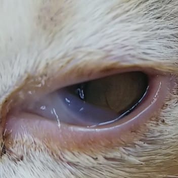 気付かないと失明する恐れも…!?犬猫が「目が白い」ときに考えられる原因