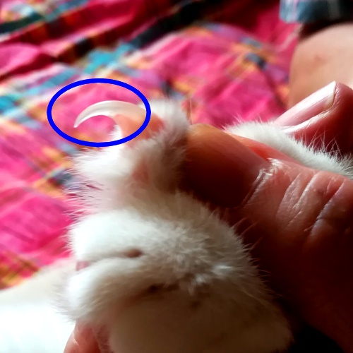 猫の爪はどこまで切ってOK？再確認したい猫の爪・肉球の正しいお手入れ方法
