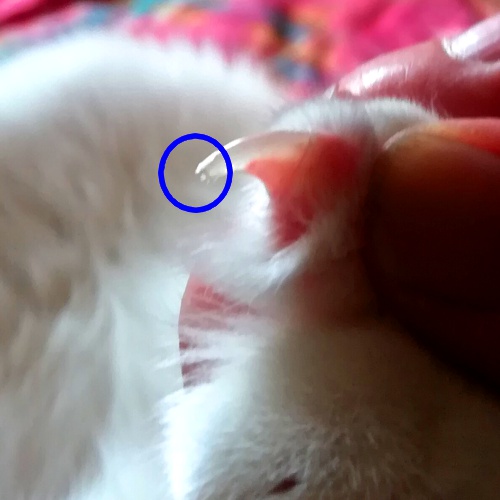 猫の爪はどこまで切ってOK？再確認したい猫の爪・肉球の正しいお手入れ方法