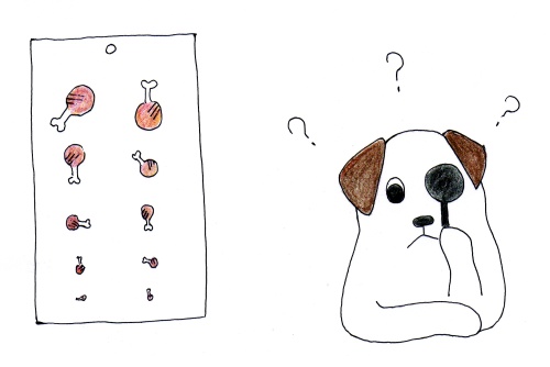 犬の「視力」はどうやって調べるの？視力低下のサインと家庭で試したいセルフチェック