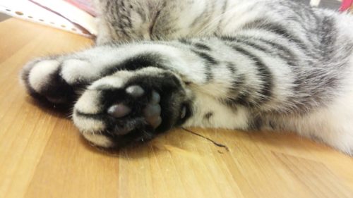 プニプニで気持ちいい!でもそれだけじゃない「猫の肉球」の大切な役割