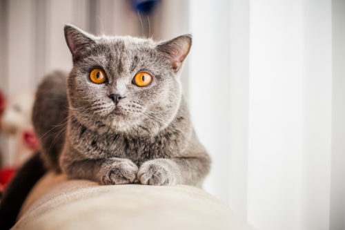 気になる「ノミやダニ」…どうやって発見するの？猫に寄生する理由と対処法