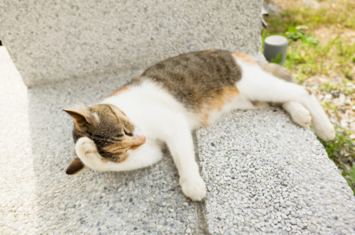 環境と仕草に要注意！猫の眼を守るために「日常生活で気をつけること」とは