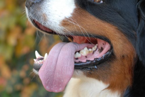 味を感じるだけじゃない!? 知ればもっと仲良くなれる「犬の舌」について