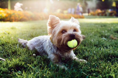ゴミ箱あさりが直らない!犬が「何でも食べちゃう」いくつかのパターン