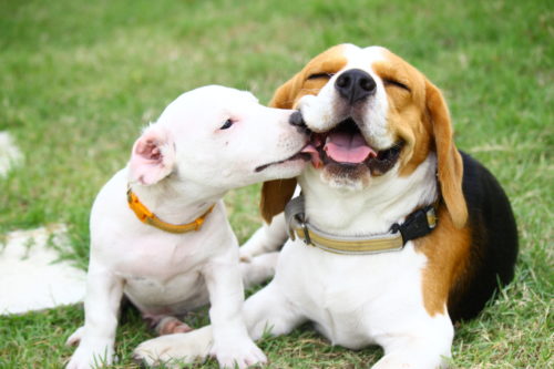 11月1日は犬の日！「ナショナル・ドッグ・デー」に学ぶ、愛犬との絆の深め方