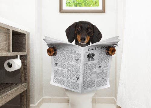 成犬でもしつけは可能!? よくある「トイレの失敗」原因と対策を解説