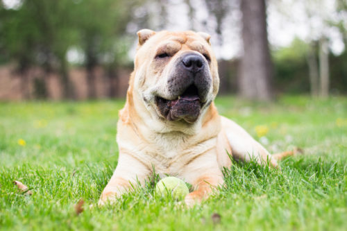 ゴミ箱あさりが直らない!犬が「何でも食べちゃう」いくつかのパターン