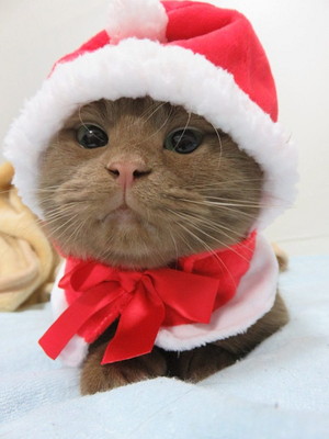 愛猫と心に残るクリスマスを過ごそう！「おすすめ仮装＆楽しみ方」大公開