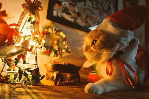 愛猫と心に残るクリスマスを過ごそう！「おすすめ仮装＆楽しみ方」大公開