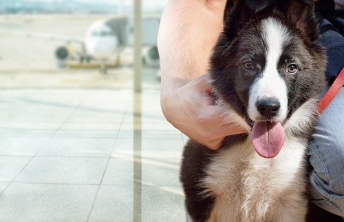 愛犬と海外旅行したい！めいっぱい楽しむために「事前準備＆注意点」を理解しよう