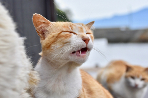 猫のフレーメン反応とは ぽかーんと口を開けた表情にはどんな意味があるの 記事 わんにゃ365 今日も明日もワンダフル