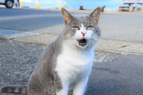 猫のフレーメン反応とは ぽかーんと口を開けた表情にはどんな意味があるの 記事 わんにゃ365 今日も明日もワンダフル
