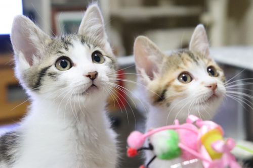 猫の目のチェック項目