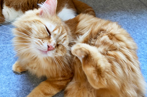 猫の結膜炎とは